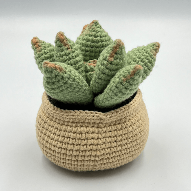 Succulente avec pot au visage mignon - Disponible en plusieurs coloris