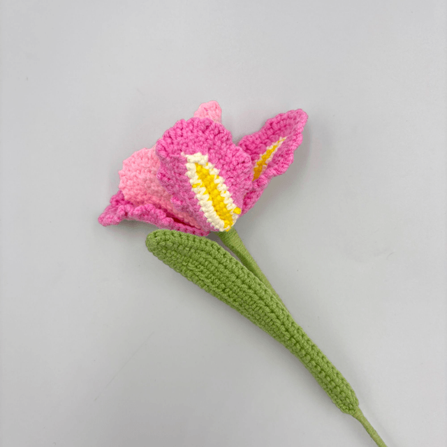  Tulipe Fantaisie 