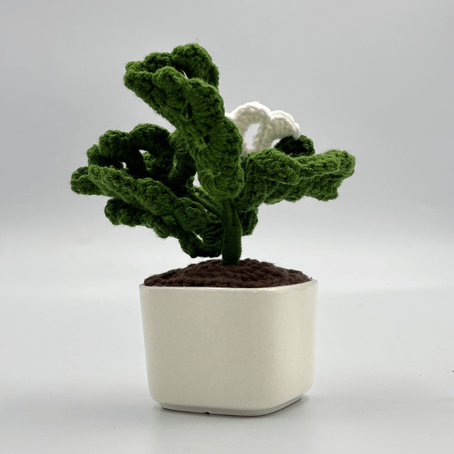 Mini Monstera Albo