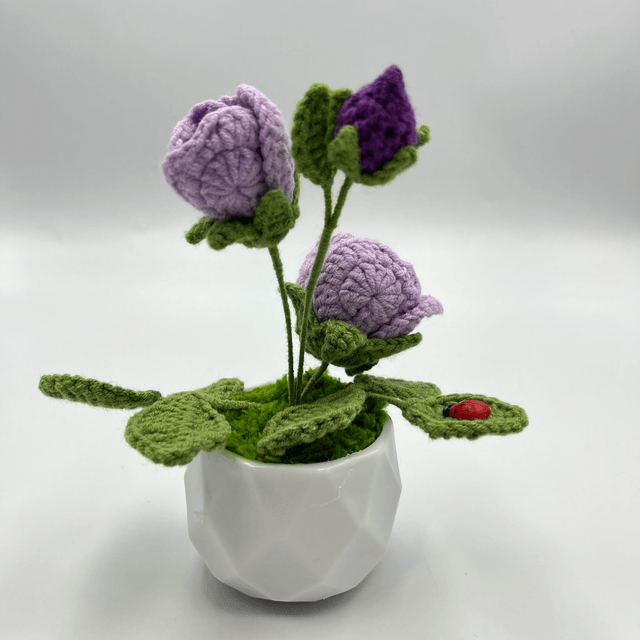 Mini rosier violet en pot