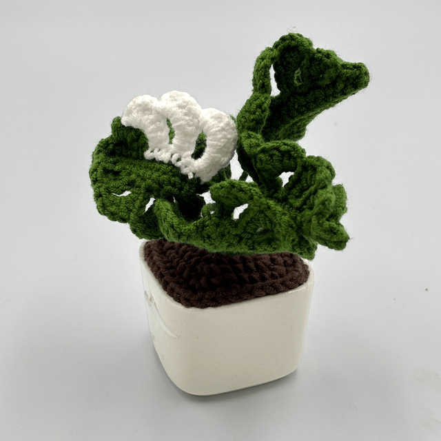 Mini Monstera Albo